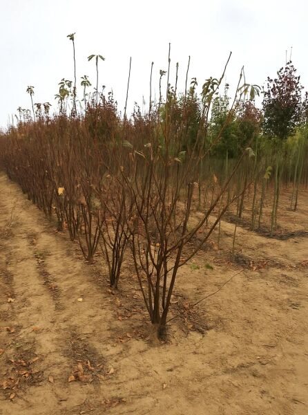 Prunus padus (Trauben-Kirsche) 200-250 cm mit Drahtballen, mehrtriebiger Strauch mit dünnen Zweigen im Baumschulquartier