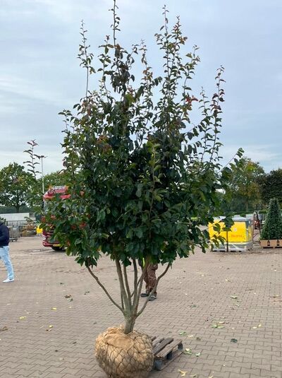 Eisenholzbaum 'Vanessa' 250-300 cm schirmförmig / Parrotia persica 'Vanessa' (1577360)