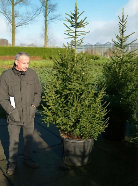 Picea orientalis 'Aurea' / Orientalische Gold-Fichte 175-200 cm m. Db., Solitär im Container mit aufrechtem Wuchs