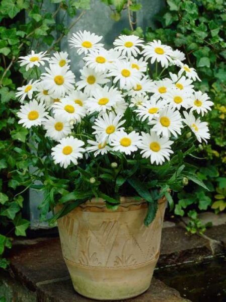 Zwerg-Sommer-Margerite 'Silberprinzesschen' / Leucanthemum maximum 'Silberprinzesschen'