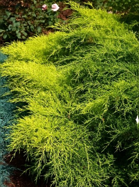 Juniperus pfitzeriana 'Gold Coast' / Goldener Pfitzer-Wacholder, buschiger Wuchs mit gelbgrünen, feinen Nadeln