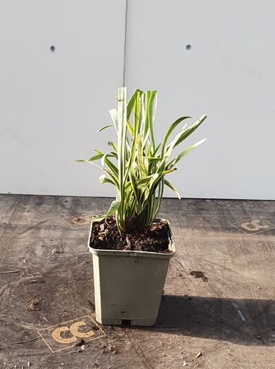 Liriope muscari 'Variegata' / Bunte Glöckchentraube im P9-Topf, grün-weiß panaschiertes, grasartiges Laub, aufrechter Horst