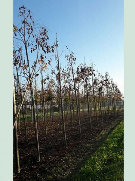 Koelreuteria paniculata (Blasenesche) Hochstamm 16-18 StU, Reihe junger Bäume im Feld mit Stützpfählen