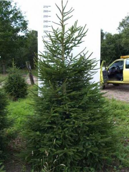 Picea abies (Fichte/Rottanne/Rotfichte) 250–300 cm mit Drahtballen, aufrechter Nadelbaum mit dichtem Wuchs.