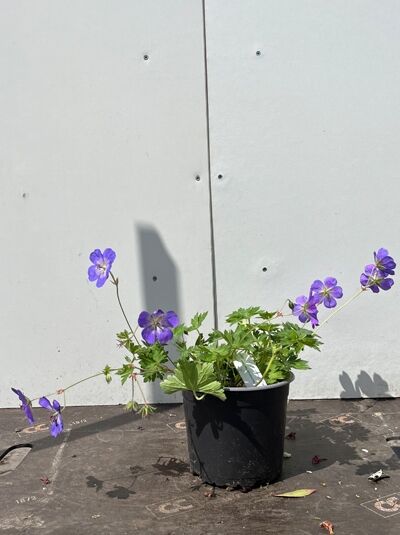 Garten-Storchschnabel 'Rozanne' - Geranium 'Rozanne ®'