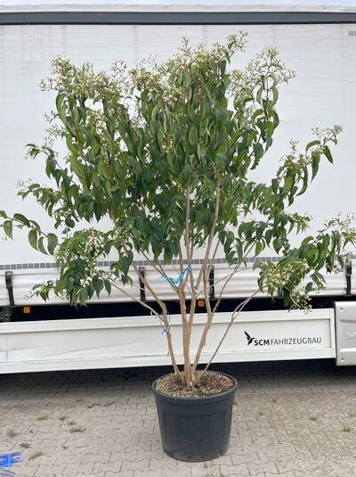 Sieben-Söhne-des-Himmels-Strauch 'Schirmform' 250-300 cm - Heptacodium miconioides (1577311)