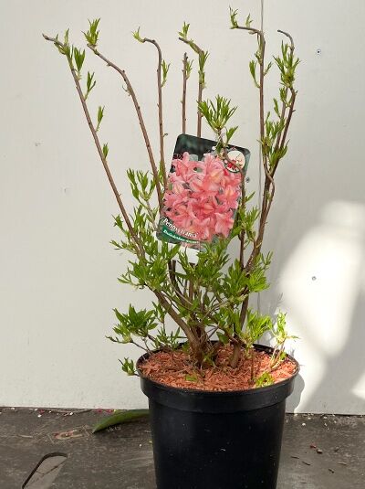 Azalea viscosa 'Pennsylvania' / Laubabwerfende Azalee 'Pennsylvania', 40-50 cm C5, mehrtriebiger Strauch im Topf mit Austrieb