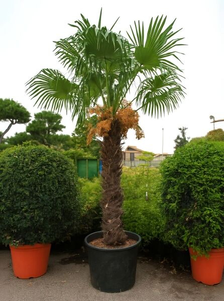 Trachycarpus fortunei / Chinesische Hanfpalme, ca. 200 cm Stamm, im Topf, mit fächerförmigen grünen Blättern (C250)