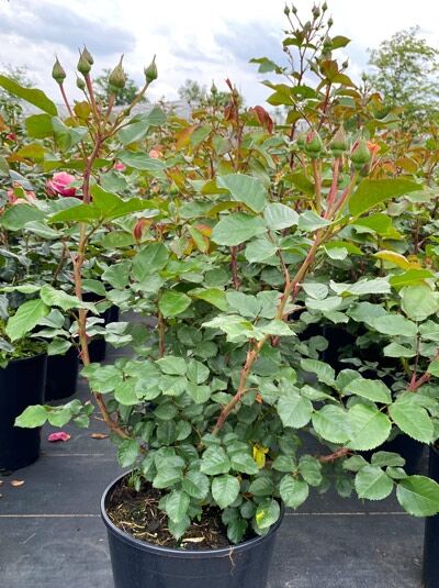 Strauchrose Rosa 'Arabia' im C5-Topf, aufrechter Rosenstrauch mit grünem Laub und zahlreichen Knospen an jungen Trieben