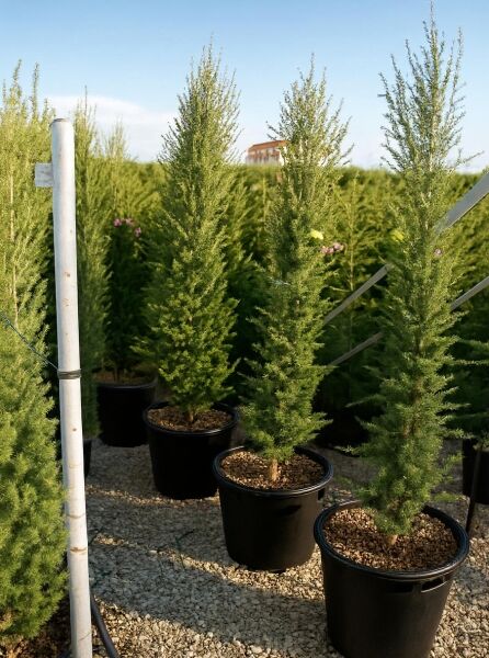 Cedrus libani 'Fastigiata' (Säulen-Libanon-Zeder) 150–175 cm im Container C50, schlank aufrecht wachsend, immergrün.