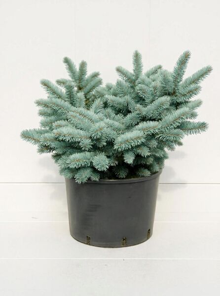 Picea pungens 'Glauca Globosa' / Kleine Blau-Fichte 30-40 cm C12, buschige, blaugrüne Nadeln im Topf