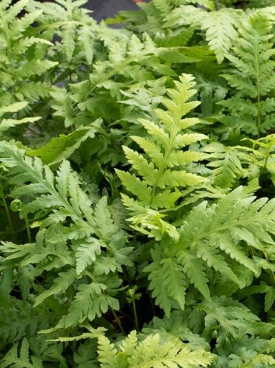 Woodwardia fimbriata (Fransen Kettenfarn) mit dichtem, grünem Farnlaub und gefiederten Wedeln in Nahaufnahme