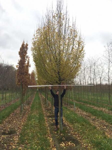 Säulen-Hainbuche (Carpinus betulus 'Fastigiata') Hochstamm mit pyramidenförmiger Krone, Stammumfang 35–40 cm, mit Drahtballen.