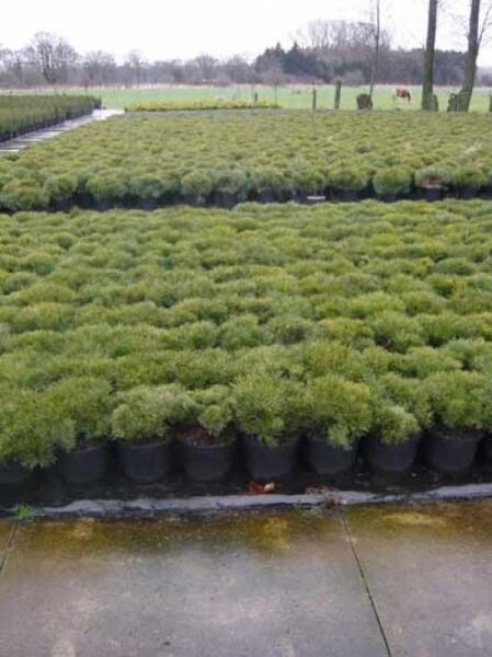 Pinus mugo 'Mops' / Kugel-Kiefer 'Mops'