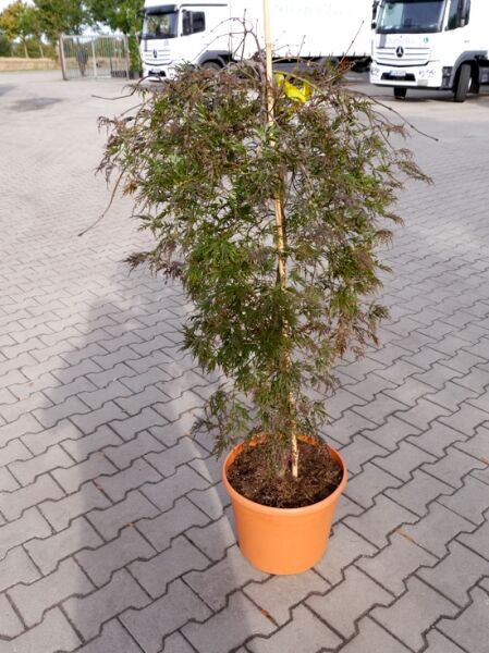 Japanischer Fächer-Ahorn (Acer palmatum) 'Orangeola', 80–100 cm, im C30 Topf, schlanker Stamm mit fein geschlitztem Laub