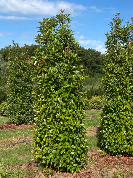Glanzmispel &#039;Red Robin&#039; / Photinia fraseri &#039;Red Robin&#039;