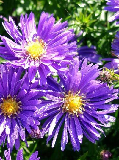 Aster dumosus 'Blaue Lagune' / Kissen-Aster