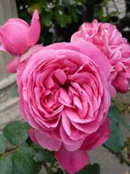 Stammrose 'Leonardo da Vinci' / Rosa 'Leonardo da Vinci ®'