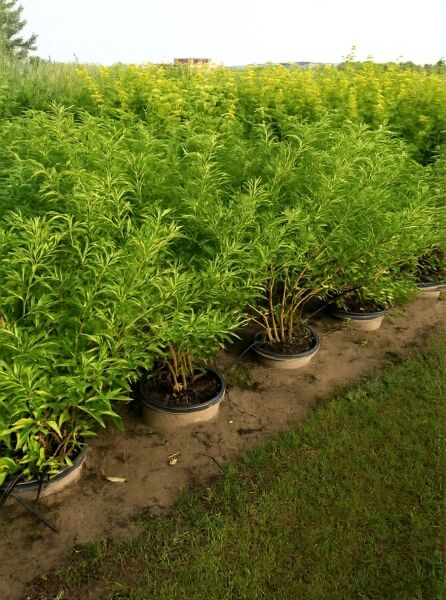 Sambucus nigra 'Haschberg' / Schwarzer Holunder 'Haschberg' als Topfpflanzen in Reihe im Feld, mit grünem Laub.