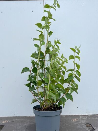 Philadelphus coronarius / Europäischer Pfeifenstrauch 40-60 cm C3, mehrtriebiger Strauch im Topf mit grünen Blättern.