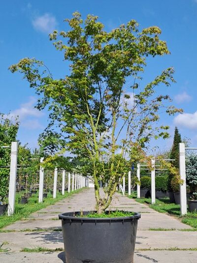 Fächer-Ahorn (Acer palmatum) Japanischer Ahorn 200–250 cm, mehrstämmiger Laubbaum im Container mit grünem Laub.
