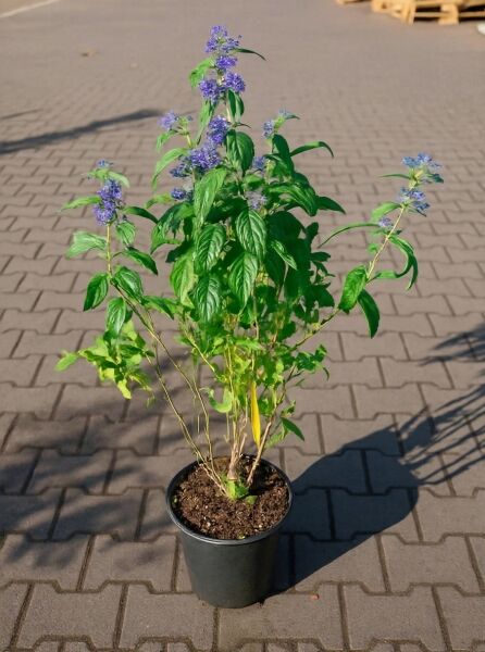 Bartblume Caryopteris clandonensis 'Blue Empire ®', 40-50 cm C3, im Topf mit grünen Blättern und blauen Blütenrispen.