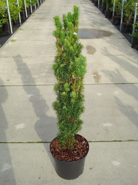 Taxus baccata 'Fastigiata' / Säulen-Eibe 'Fastigiata' 100-125 cm C12, schlanker, aufrechter Nadelgehölz-Strauch im Topf