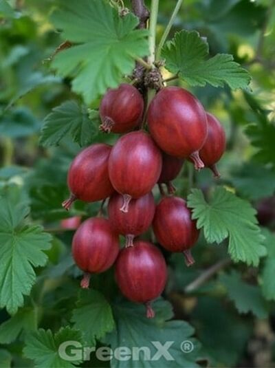 Stachelbeere 'Captivator' / Ribes uva-crispa 'Captivator'
