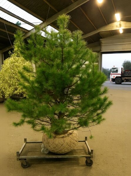 Pinus contorta (Küsten-Kiefer, Dreh-Kiefer) 225–250 cm, Solitär mit Ballen, mehrtriebig, dicht benadelt auf Transportwagen.