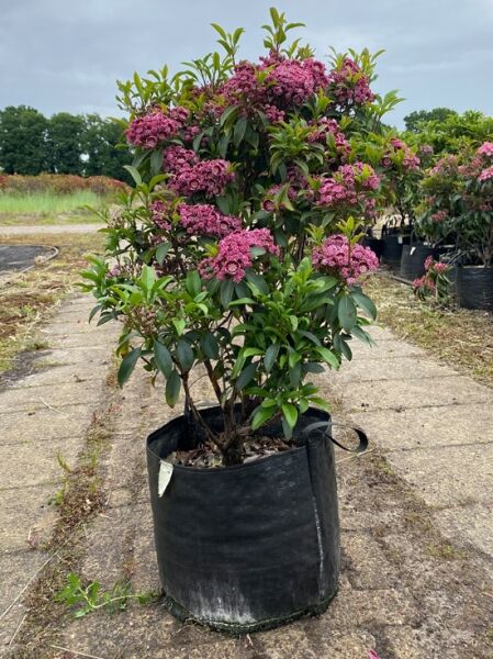Kalmia latifolia „Latchmin“ (Lorbeerrose/Berglorbeer) Solitär 60–70 cm im Container, mit pinken Blüten und grünen Blättern