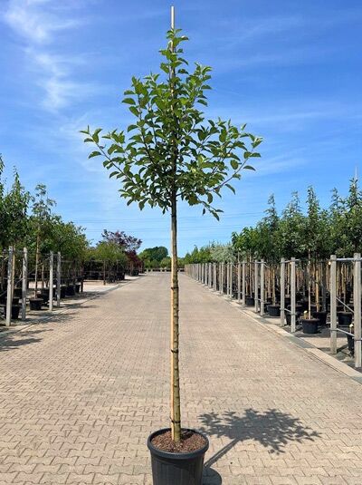 Apfel 'Bramley's Seedling' / Malus domestica 'Bramley's Seedling'