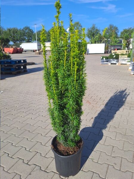 Taxus baccata 'David' / Gelbe Säulen-Eibe 'David', säulenförmiger Wuchs im Topf, 80-100 cm, C10