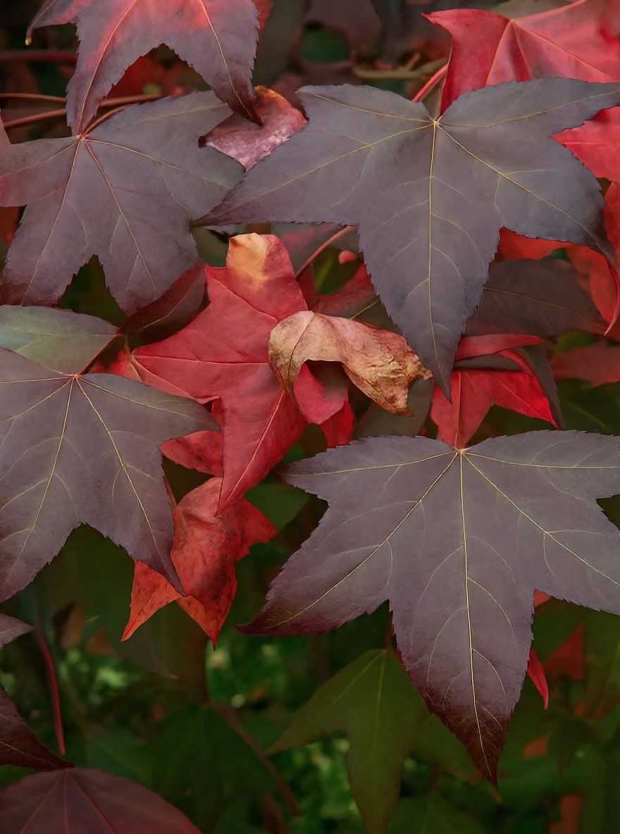 Amberbaum 'Dachform/Dachspalier'