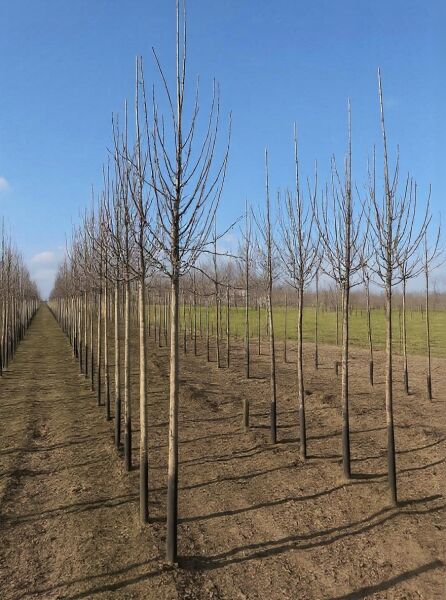 Malus domestica 'Winterrambur' (Winterrambur) Hochstamm 14-16 StU, Apfelbaum im Feldanbau, laubfrei mit Kronenaufbau