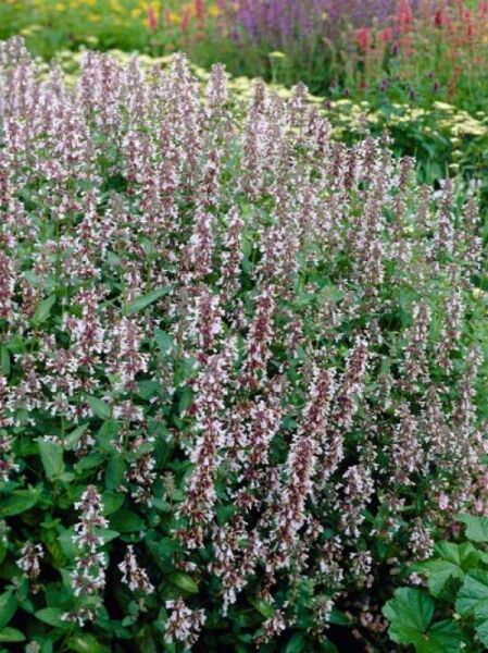 Nepeta grandiflora 'Dawn to Dusk' / Katzenminze
