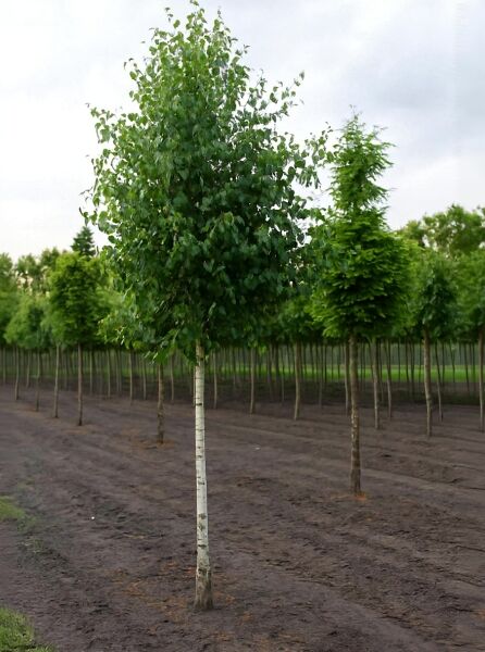 Betula pendula (Sand-Birke) Hochstamm 25-30 StU, Baum mit weißer Rinde und dichter, grüner Krone.