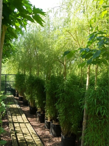 Salix babylonica 'Aurea' / Gelbe Babylonische Trauer-Weide, Hochstamm 16-18 StU im Container, mit überhängendem Laub