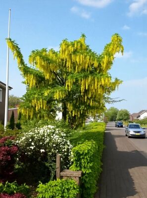 Edel-Goldregen - Laburnum watereri 'Vossii' - Baumschule NewGarden