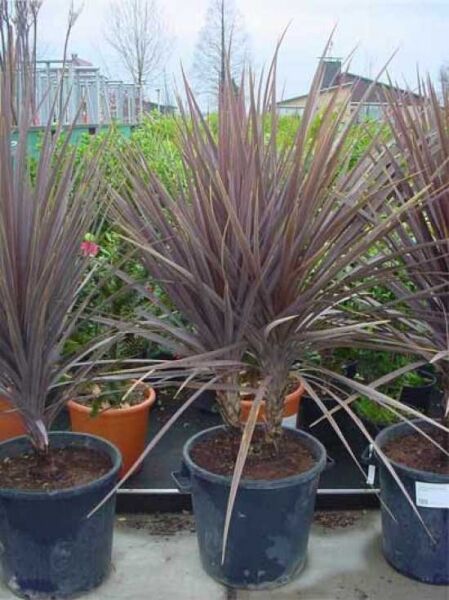 Keulenlilie 'Atropurpurea' / Cordyline australis 'Atropurpurea'