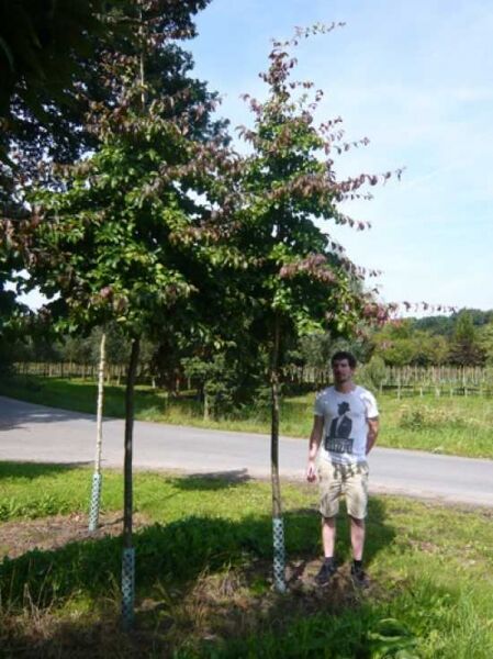 Parrotia persica (Eisenholzbaum) Parrotie Hochstamm 18-20 StU mit Drahtballen, Baum mit Stamm und Krone im Freiland