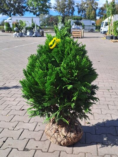 Chamaecyparis lawsoniana 'Minima Glauca' / Blaue Zwergkugelzypresse 50-60 cm m. B., kugeliger immergrüner Nadelstrauch mit Ballen