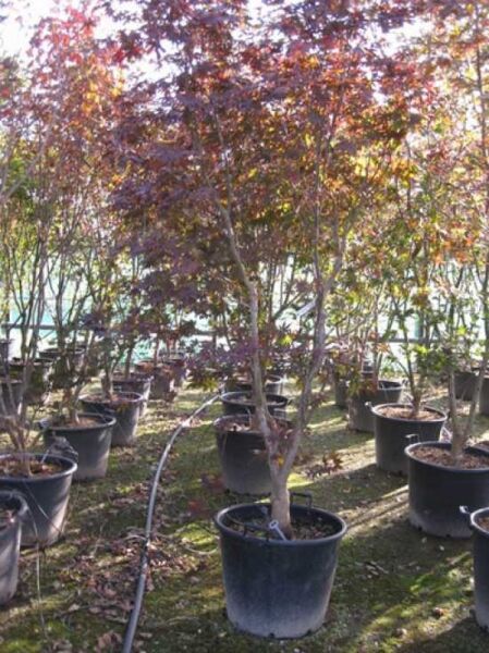 Japanischer Blut-Ahorn (Acer palmatum) 'Bloodgood', Fächerahorn im Container C110, 250–300 cm, rotes Laub und mehrstämmiger Wuchs.