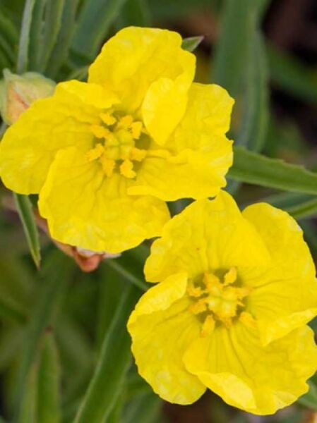 Calylophus serrulatus (Strauchige Nachtkerze) mit zwei gelben Blüten in Nahaufnahme und schmalen grünen Blättern