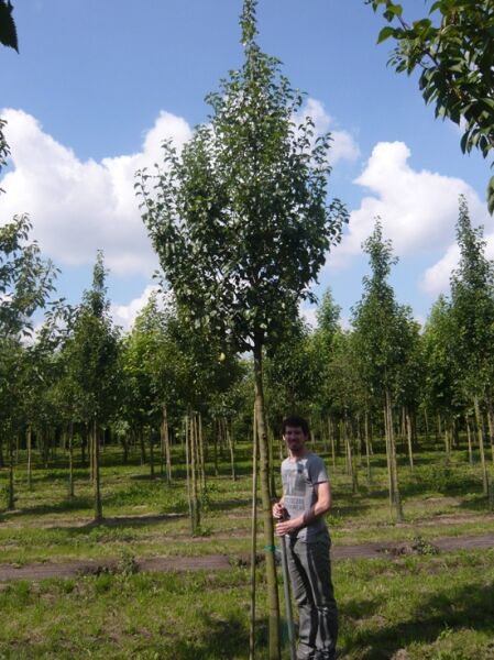 Pyrus communis 'Doyenné du Comice' / Birne 'Doyenné du Comice' Hochstamm mit geradem Stamm und dichter Krone im Feld