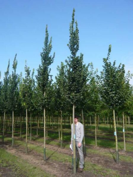 Ulmus 'Columella' / Säulen-Ulme 'Columella' Hochstamm 20-25 StU m. Db., schlank wachsender Baum mit aufrechtem Kronenaufbau