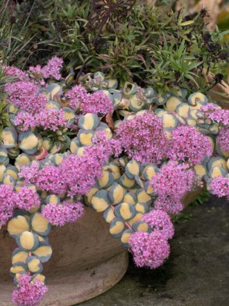 Oktober-Fettblatt 'Mediovariegatum' / Sedum sieboldii 'Mediovariegatum'