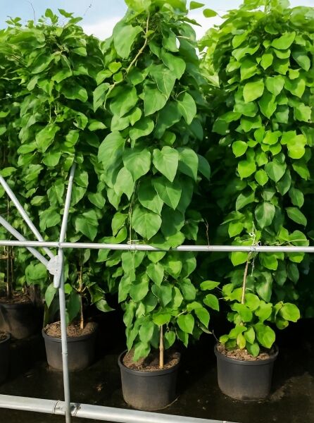 Kiwi 'Jenny' (Actinidia deliciosa 'Jenny') 175–200 cm im C20-Topf, rankende Pflanze mit dichtem, grünem Laub am Stab.