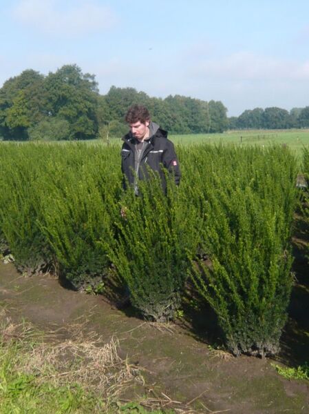 Taxus media 'Hillii' / männliche Becher-Eibe 'Hillii', Solitär 120-140 cm mit Drahtballen, aufrecht wachsender Nadelstrauch