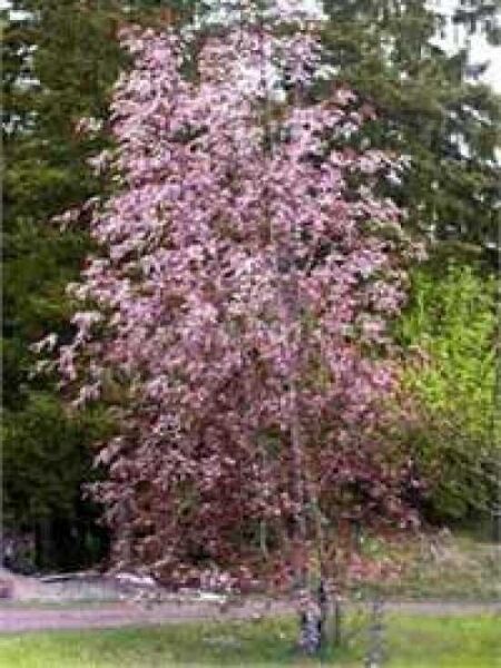 Prunus padus 'Colorata' / Rosa Trauben-Kirsche