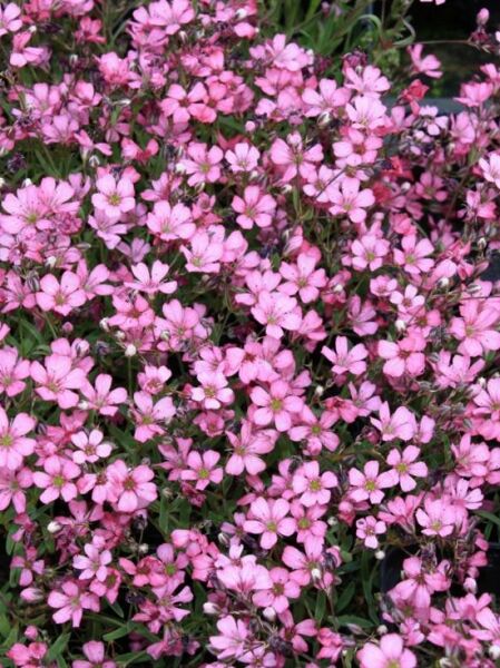 Kriechendes Schleierkraut (Gypsophila repens) 'Rosea Compacta' mit zahlreichen kleinen, rosafarbenen Blüten und schmalen Blättern.